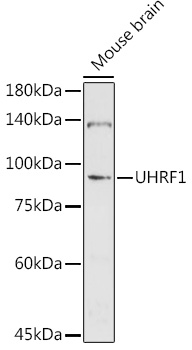 UHRF1 Rabbit pAb