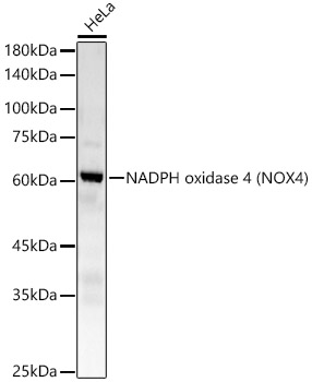 NADPH oxidase 4 (NOX4) Rabbit mAb