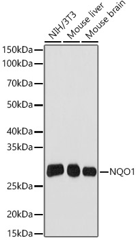 NQO1 Rabbit mAb