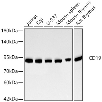 CD19 Rabbit mAb