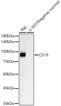 CD19 Rabbit mAb