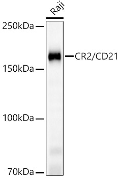 CR2/CD21 Rabbit mAb