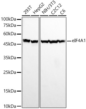 eIF4A1 Rabbit mAb