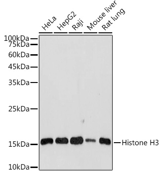 Histone H3 Rabbit pAb