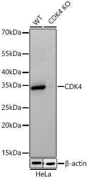 [KO Validated] CDK4 Rabbit PolymAb®