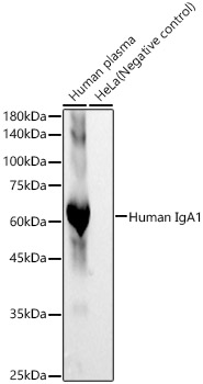 Human IgA1 Rabbit mAb