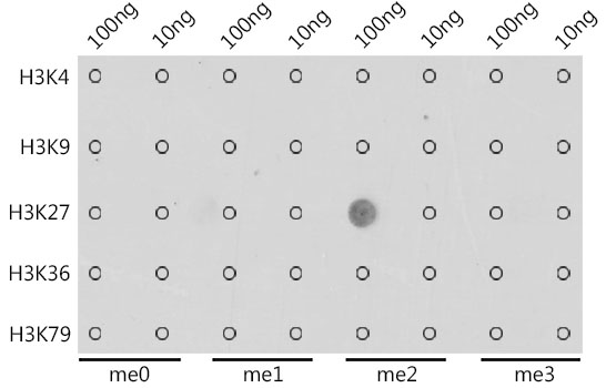 DiMethyl-Histone H3-K27 Rabbit pAb