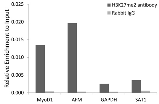 DiMethyl-Histone H3-K27 Rabbit pAb