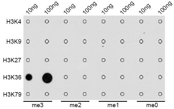 TriMethyl-Histone H3-K36 Rabbit pAb