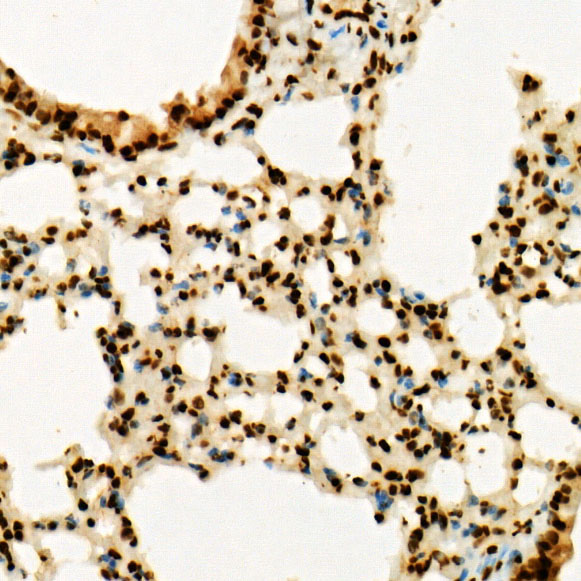 TriMethyl-Histone H3-K36 Rabbit pAb