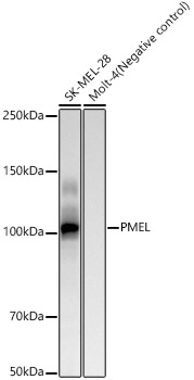 PMEL Rabbit mAb