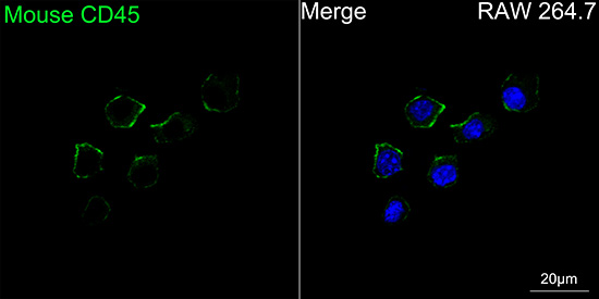 ABflo® 488 Rabbit anti-Mouse CD45 mAb