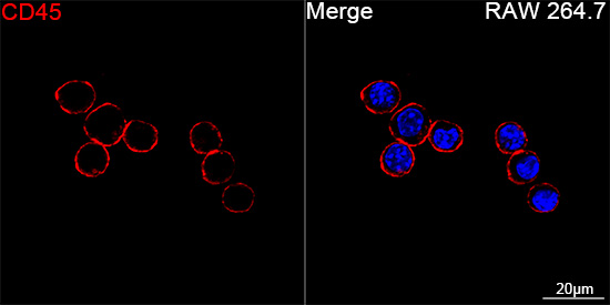 ABflo® 647 Rabbit anti-Mouse CD45 mAb