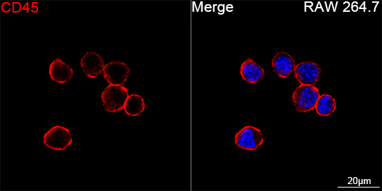 ABflo® 594 Rabbit anti-Mouse CD45 mAb