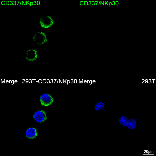 ABflo® 488 Rabbit anti-Human CD337/NKp30 mAb