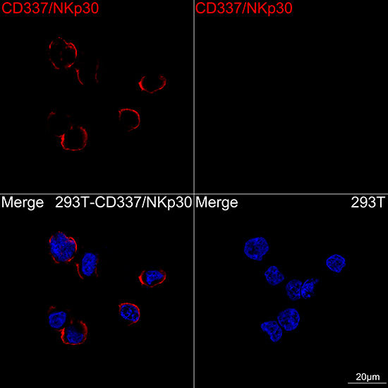 ABflo® 647 Rabbit anti-Human CD337/NKp30 mAb