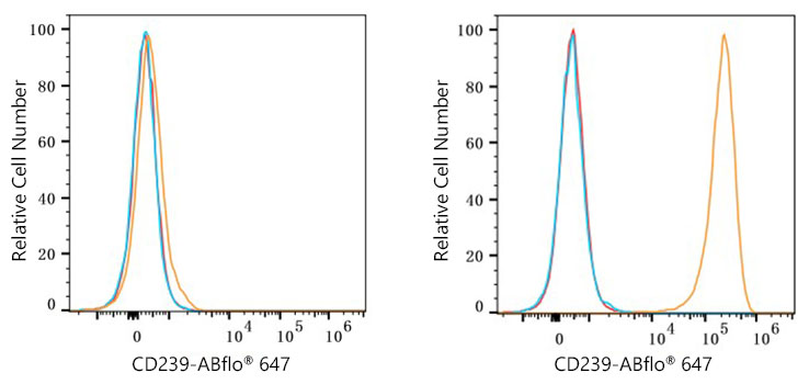 ABflo® 647 Rabbit anti-Human CD239/BCAM mAb