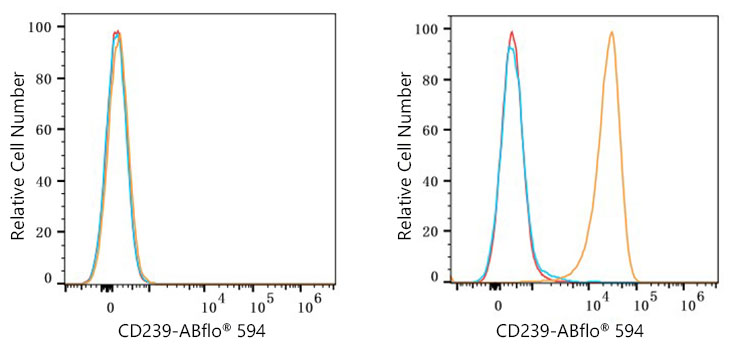 ABflo® 594 Rabbit anti-Human CD239/BCAM mAb