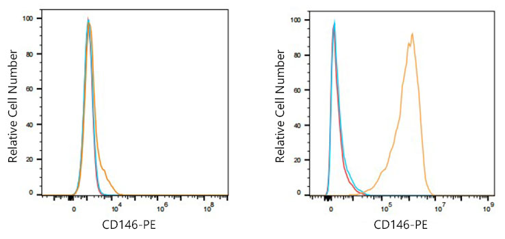 PE Rabbit anti-Human CD146 mAb