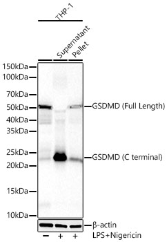 Gasdermin D (Full Length+C terminal) Rabbit mAb