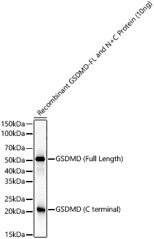 Gasdermin D (Full Length+C terminal) Rabbit mAb