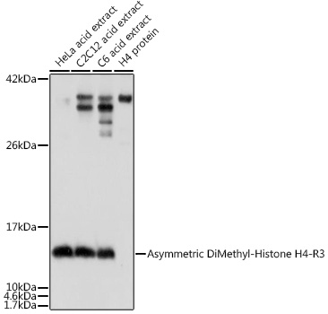 Asymmetric DiMethyl-Histone H4-R3 Rabbit pAb