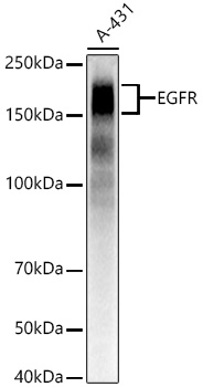 EGFR Rabbit mAb