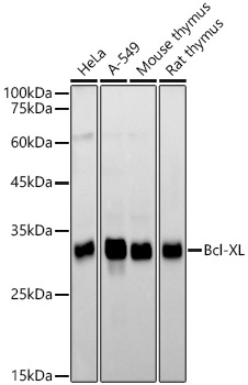 Bcl-XL Rabbit mAb