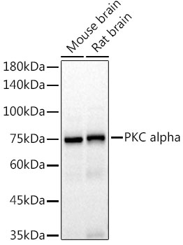 PKC alpha Rabbit PolymAb®