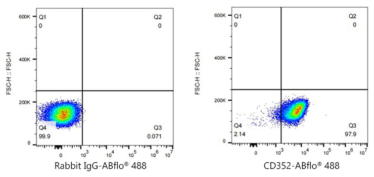 ABflo® 488 Rabbit anti-Human CD352/SLAMF6 mAb