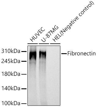 Fibronectin Rabbit mAb