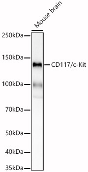 CD117/c-Kit Rabbit mAb