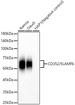 CD352/SLAMF6 Rabbit mAb