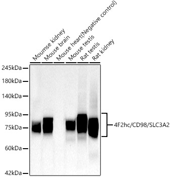 4F2hc/CD98/SLC3A2 Rabbit mAb