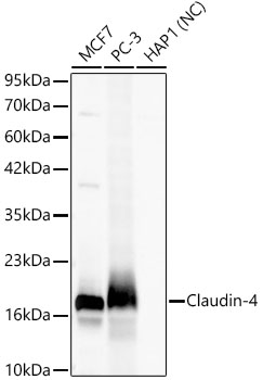 Claudin-4 Rabbit mAb