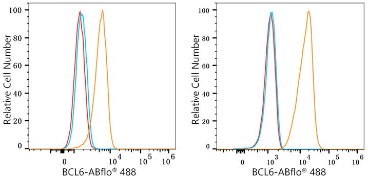 ABflo® 488 Rabbit anti-Human/Mouse BCL6 mAb