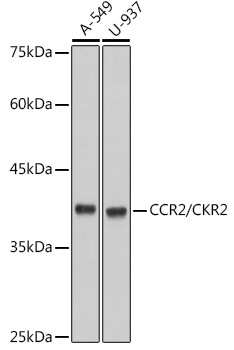 CCR2/CKR2 Rabbit mAb