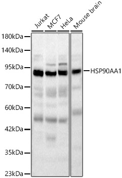 HSP90AA1 Rabbit pAb