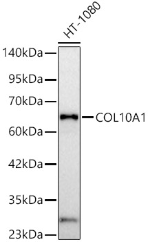 COL10A1 Rabbit pAb