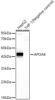 APOA4 Rabbit mAb