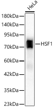 HSF1 Rabbit mAb