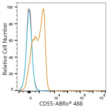 ABflo® 488 Rabbit anti-Mouse/Human CD55 mAb