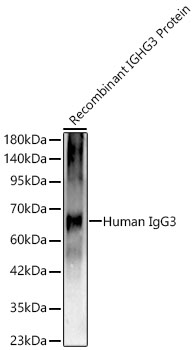 Human IgG3 Rabbit mAb