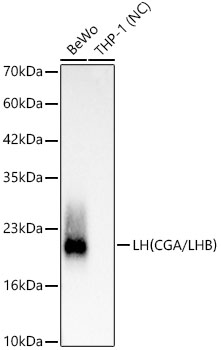 LH(CGA/LHB) Rabbit mAb