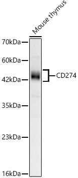 CD274 Rabbit mAb