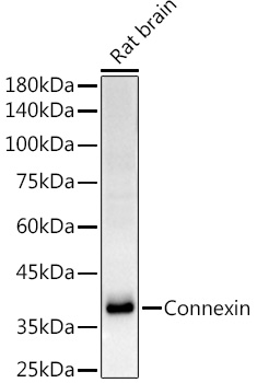 Connexin 43 Rabbit PolymAb®