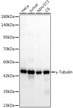 γ-Tubulin Rabbit mAb