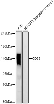 CD22 Rabbit mAb