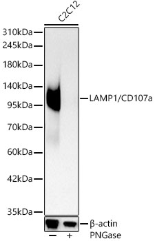 LAMP1/CD107a Rabbit mAb