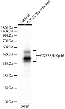 CD335/NKp46 Rabbit mAb